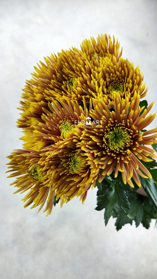 Chrysant Mum Fireworks Orange