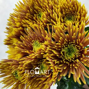 Chrysant Mum Fireworks Orange