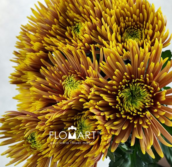 Chrysant Mum Fireworks Orange