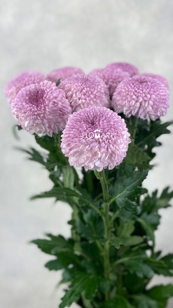 Chrysant Ping Pong Pink