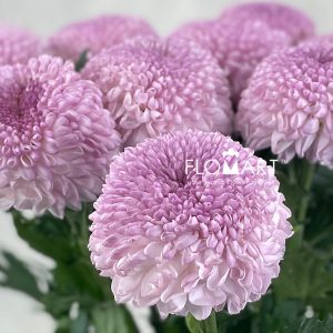 Chrysant Ping Pong Pink