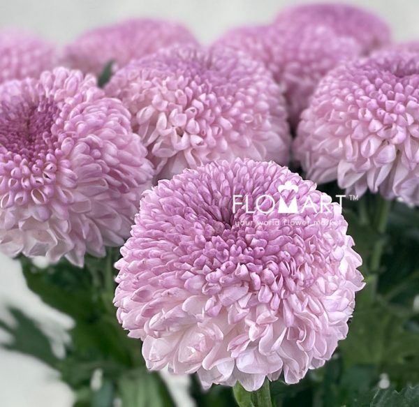 Chrysant Ping Pong Pink