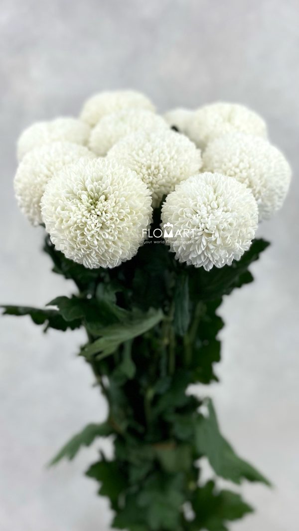 Chrysant Ping Pong White