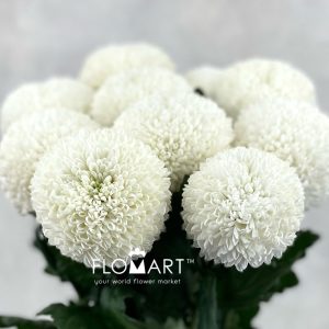 Chrysant Ping Pong White
