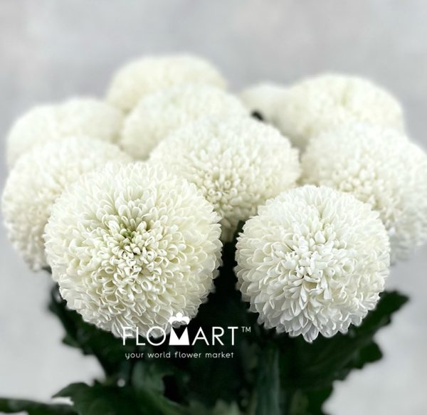 Chrysant Ping Pong White