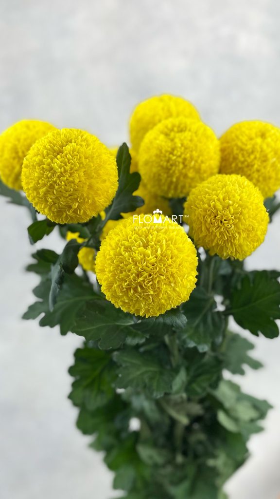 Chrysant Ping Pong Yellow
