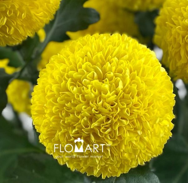 Chrysant Ping Pong Yellow