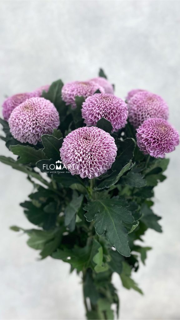Chrysant Pompom Purple