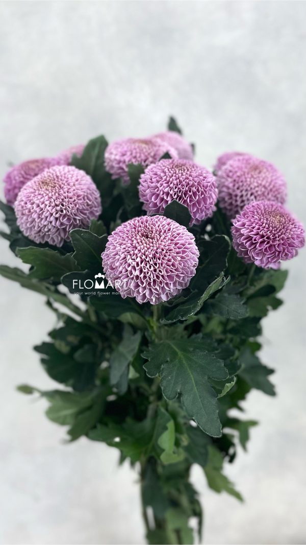 Chrysant Pompom Purple