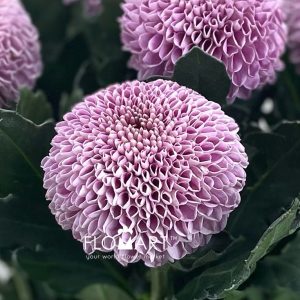 Chrysant Pompom Purple