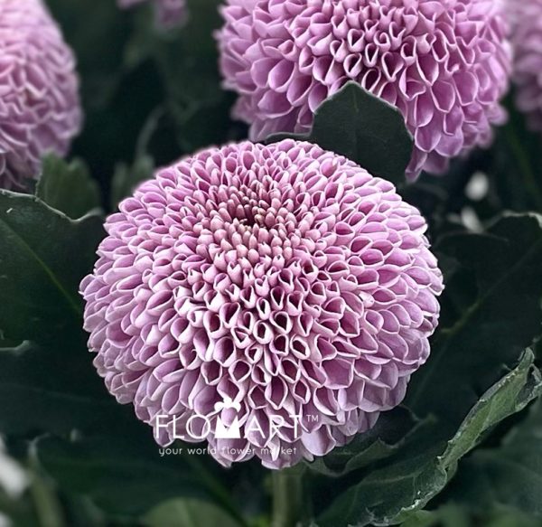 Chrysant Pompom Purple