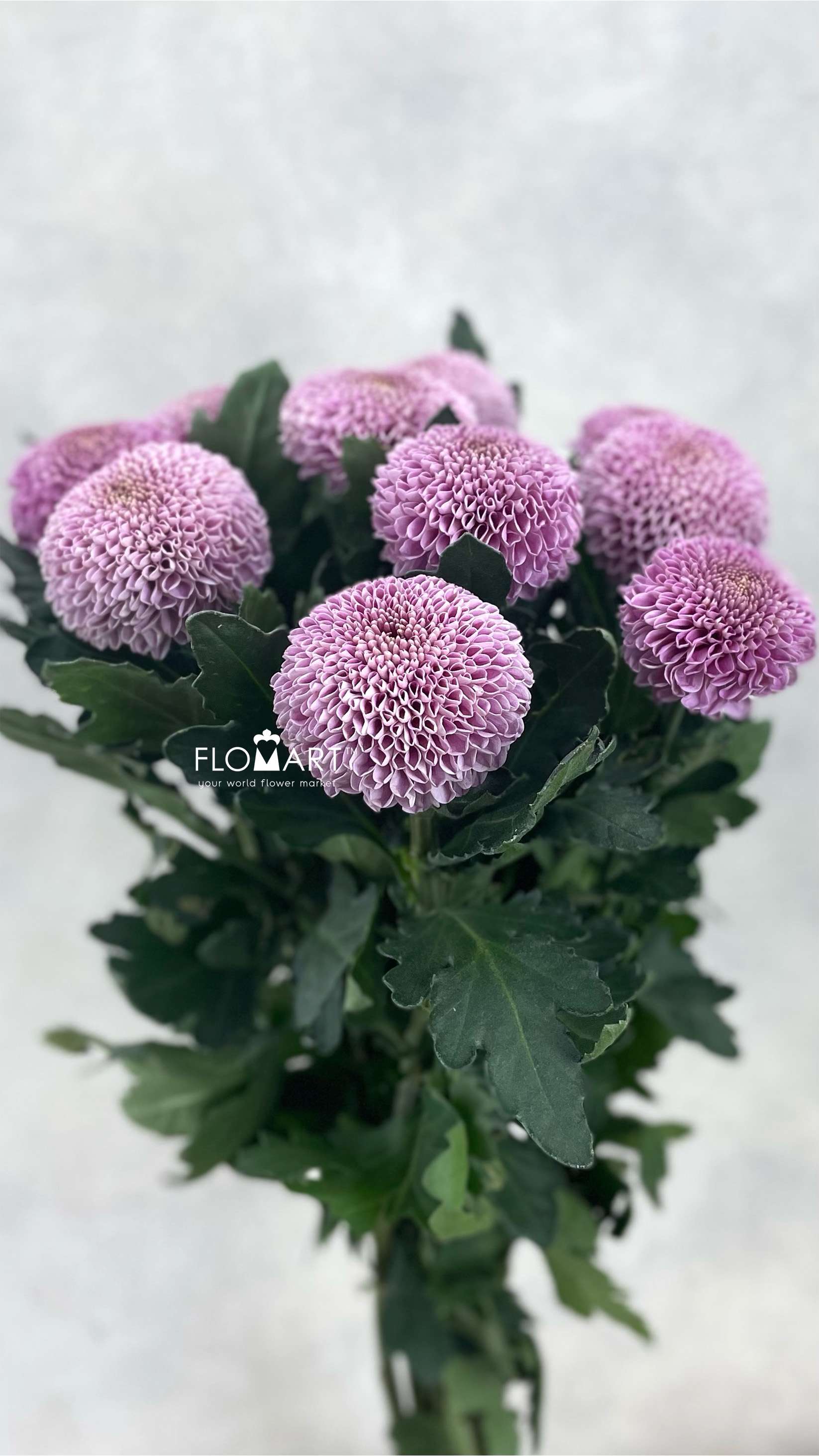 Chrysant Pompom Purple - Image 1