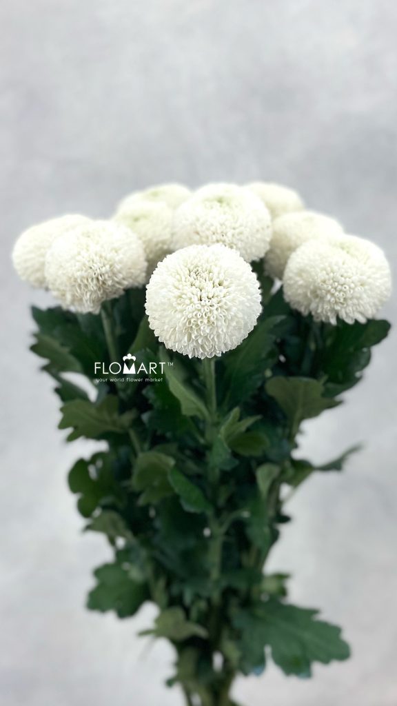 Chrysant Pompom White