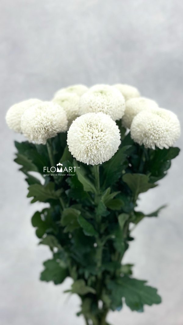 Chrysant Pompom White