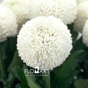 Chrysant Pompom White