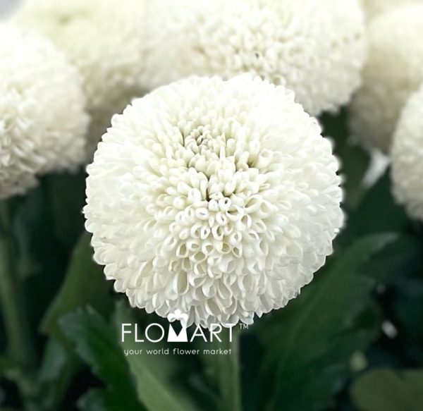 Chrysant Pompom White