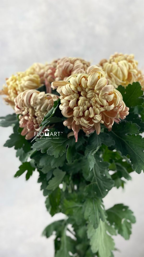 Chrysant Vienna Copper Chrysant Vienna Copper