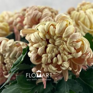 Chrysant Vienna Copper