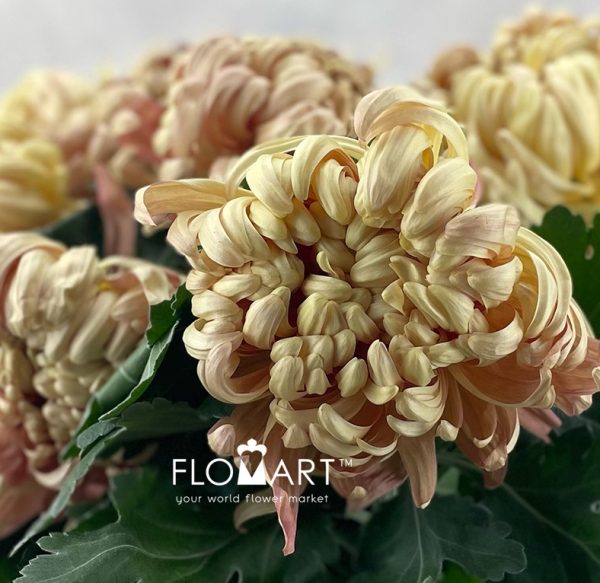 Chrysant Vienna Copper