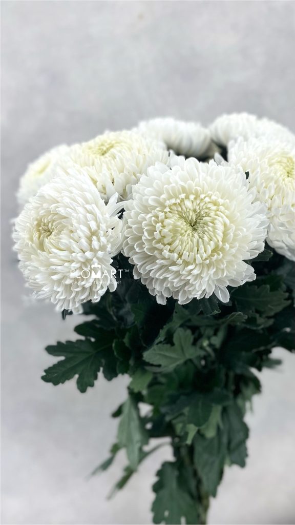 Chrysanthemum Zhenyang White