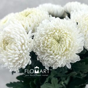Chrysanthemum Zhenyang White