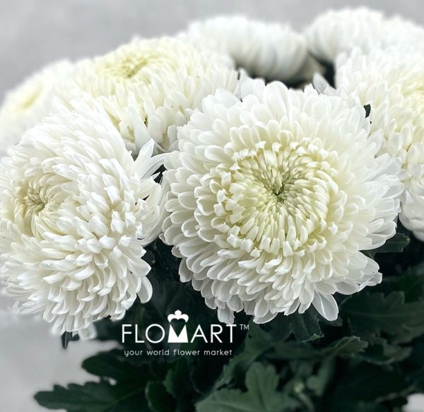 Chrysanthemum Zhenyang White
