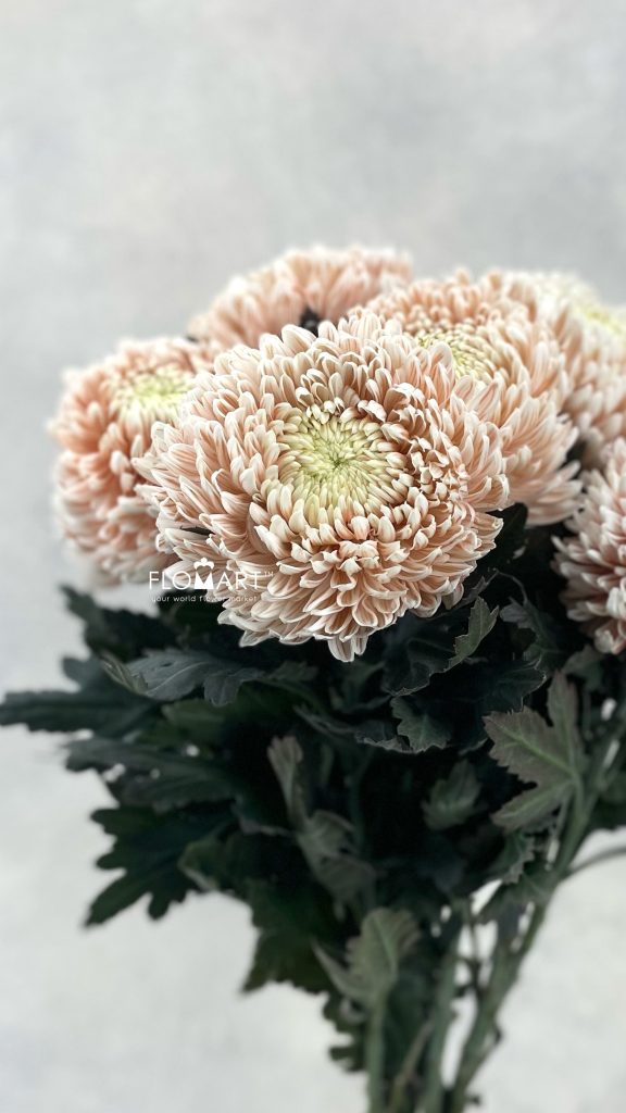 Chrysanthemum dy Zhenyang Choco Vanilla