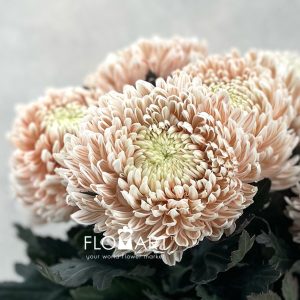 Chrysanthemum dy Zhenyang Choco Vanilla