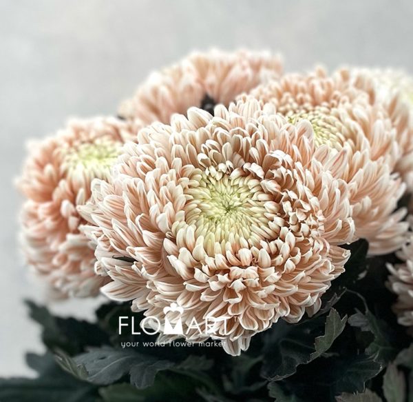 Chrysanthemum dy Zhenyang Choco Vanilla