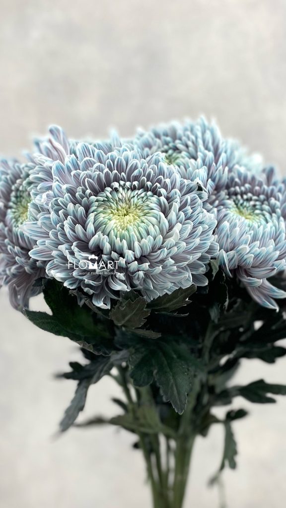 Chrysanthemum dy Zhenyang Ghost Lilac
