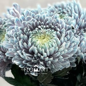 Chrysanthemum dy Zhenyang Ghost Lilac