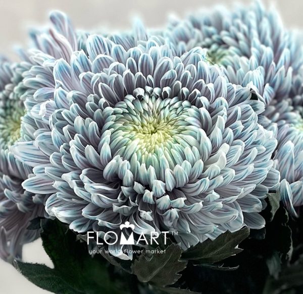 Chrysanthemum dy Zhenyang Ghost Lilac