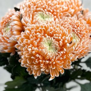 Chrysanthemum dy Zhenyang Misty Nemo