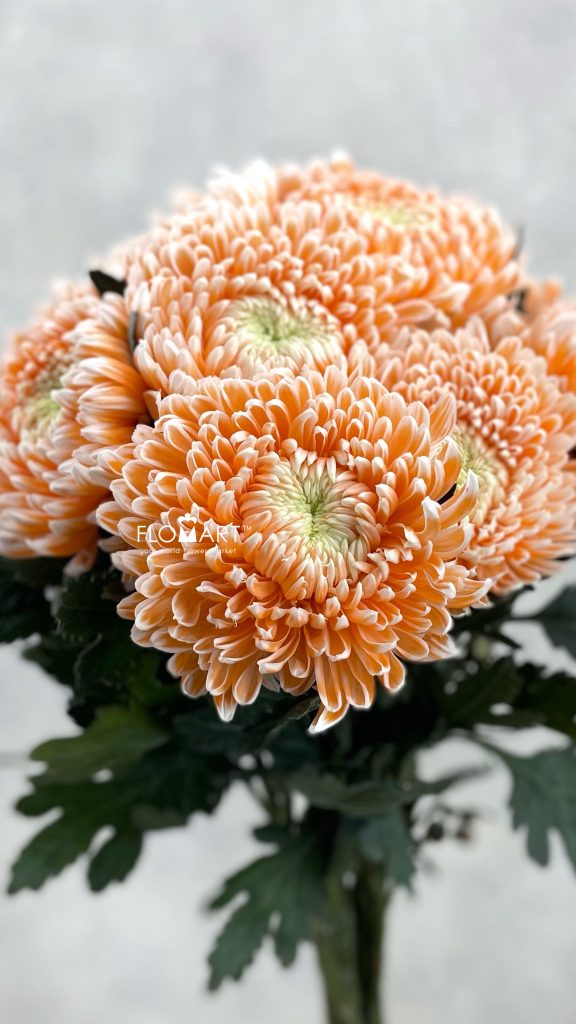 Chrysanthemum dy Zhenyang Misty Nemo