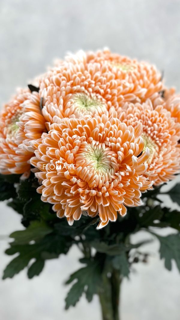 Chrysanthemum dy Zhenyang Misty Nemo