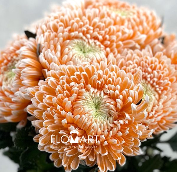 Chrysanthemum dy Zhenyang Misty Nemo
