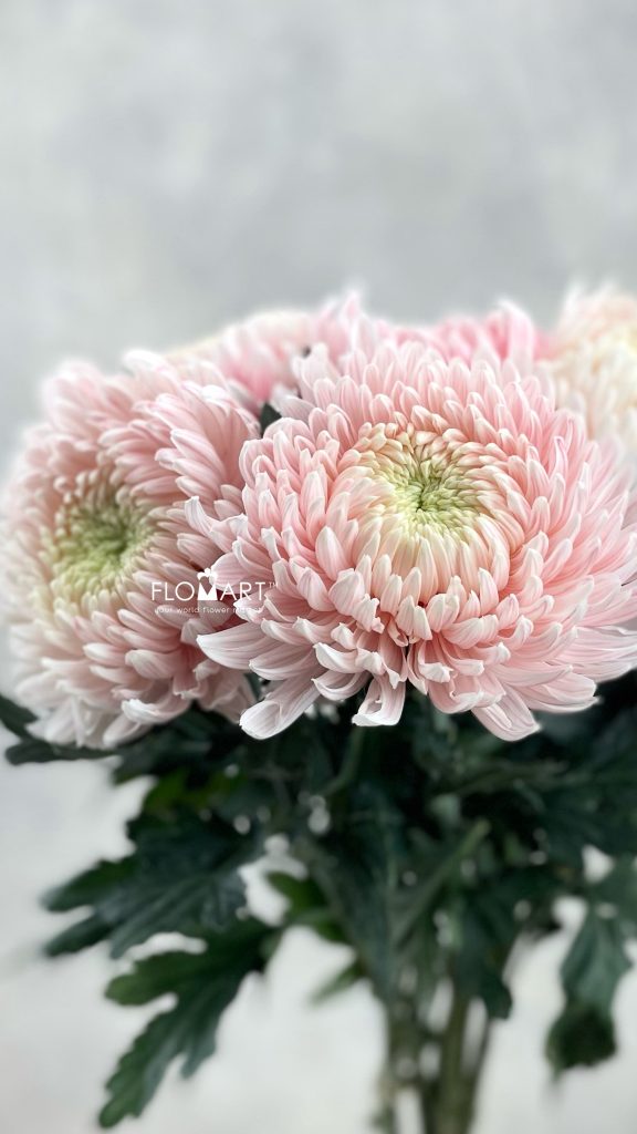 Chrysanthemum dy Zhenyang Pink