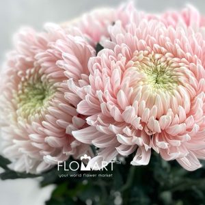 Chrysanthemum dy Zhenyang Pink