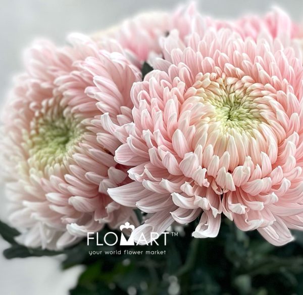 Chrysanthemum dy Zhenyang Pink