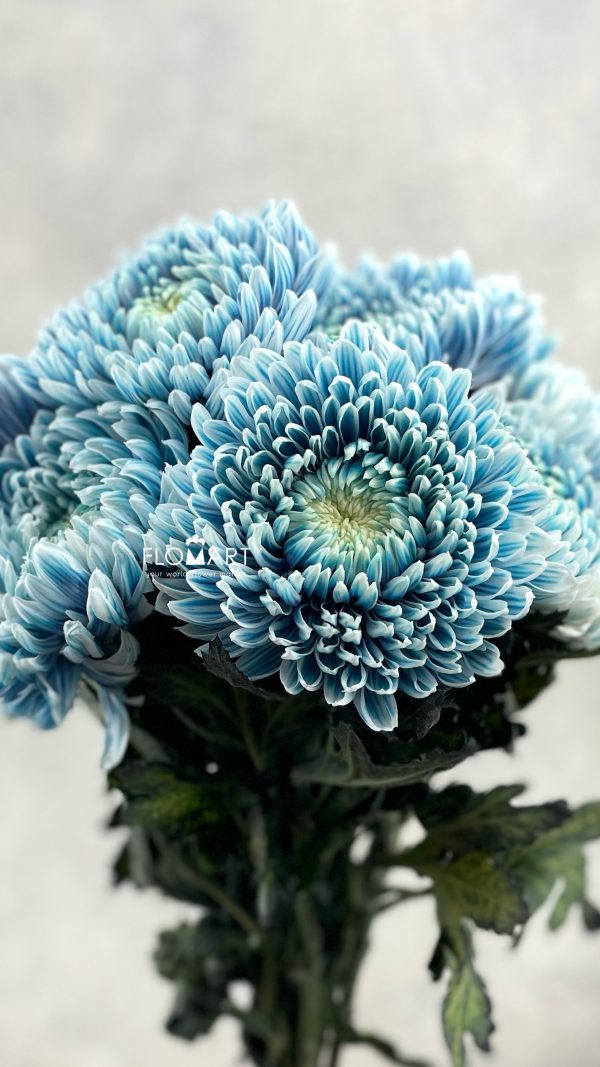 Chrysanthemum dy Zhenyang Smoke Denim