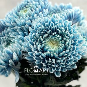 Chrysanthemum dy Zhenyang Smoke Denim
