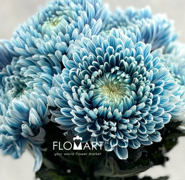 Chrysanthemum dy Zhenyang Smoke Denim