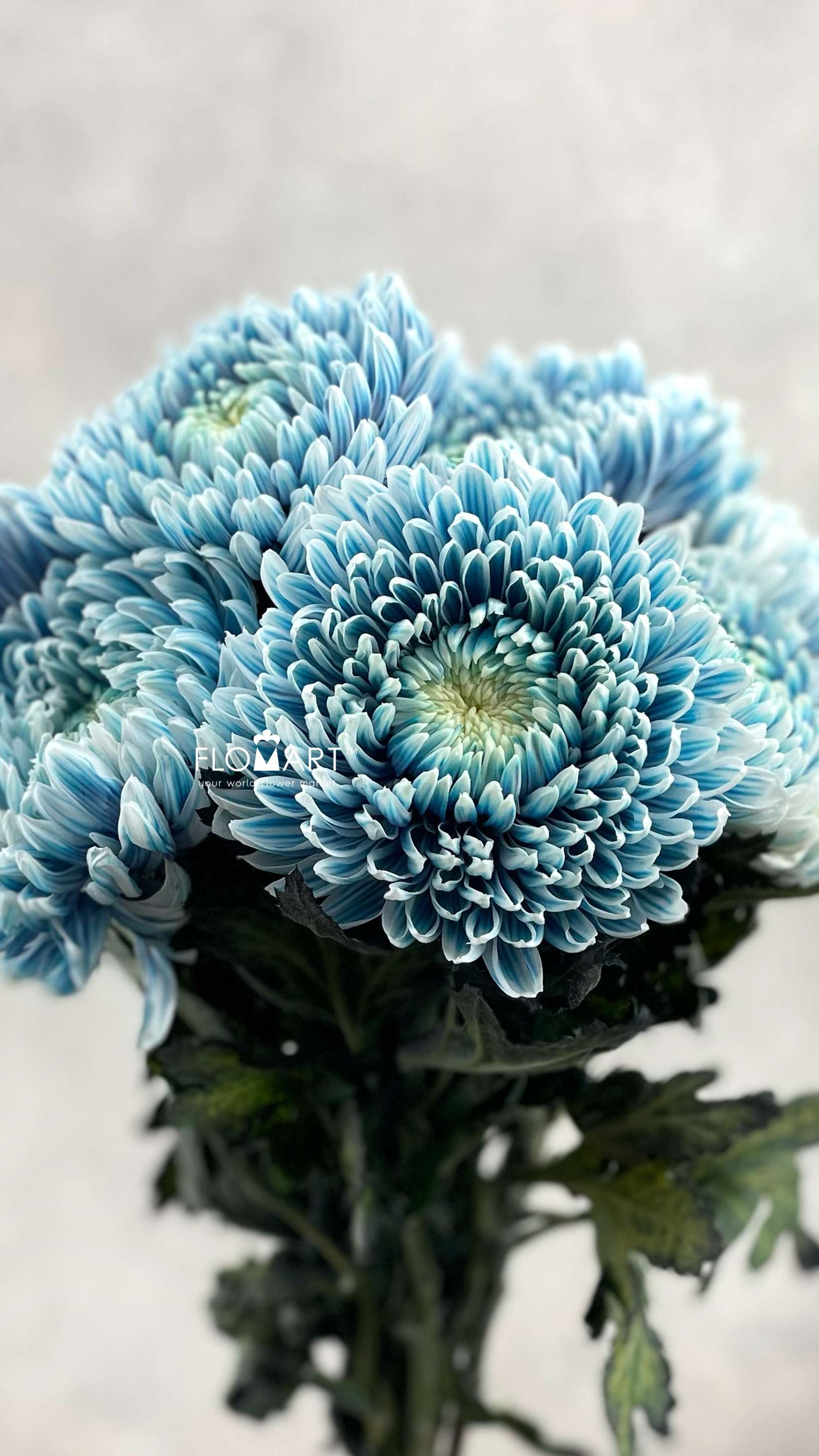 Chrysanthemum dy Zhenyang Smoke Denim - Image 1