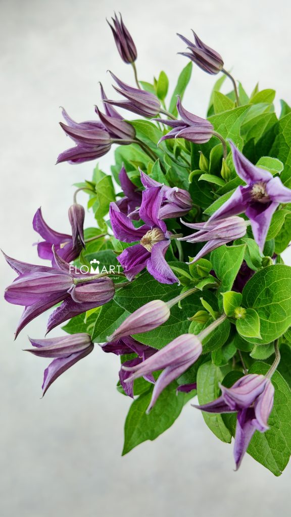 Clematis Amazing Kyiv