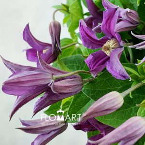 Clematis Amazing Kyiv