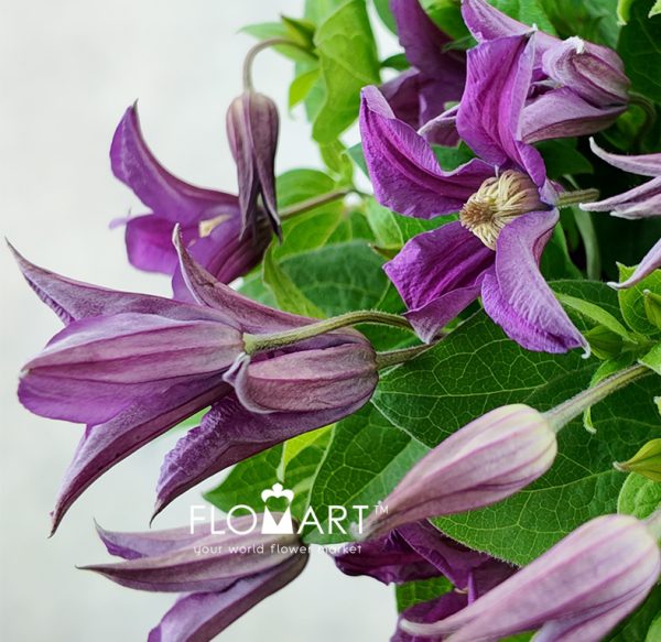 Clematis Amazing Kyiv