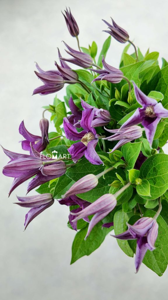 Clematis Amazing Kyiv