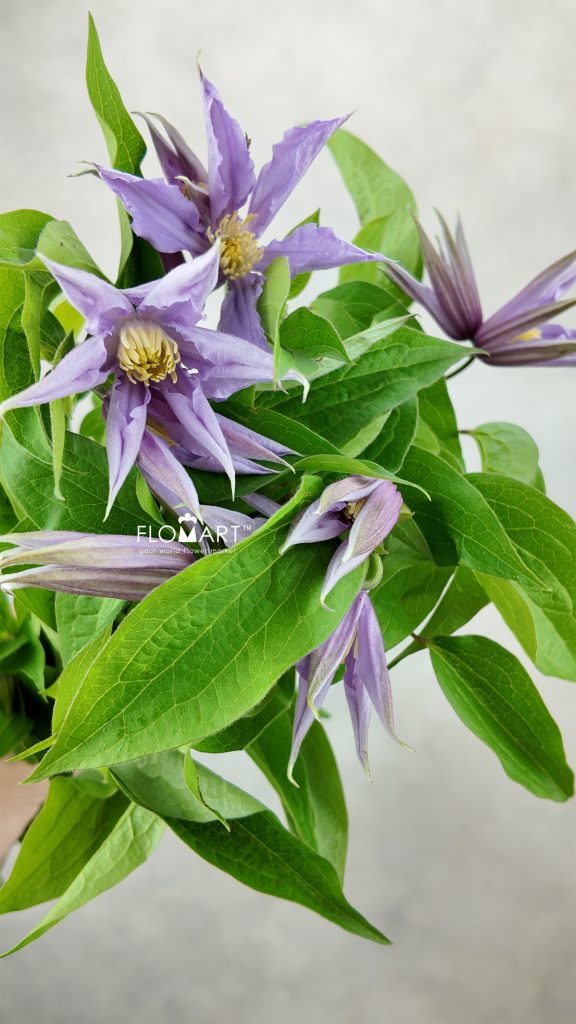 Clematis Amazing London