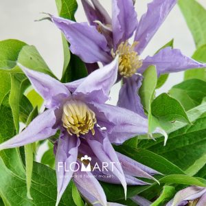 Clematis Amazing London