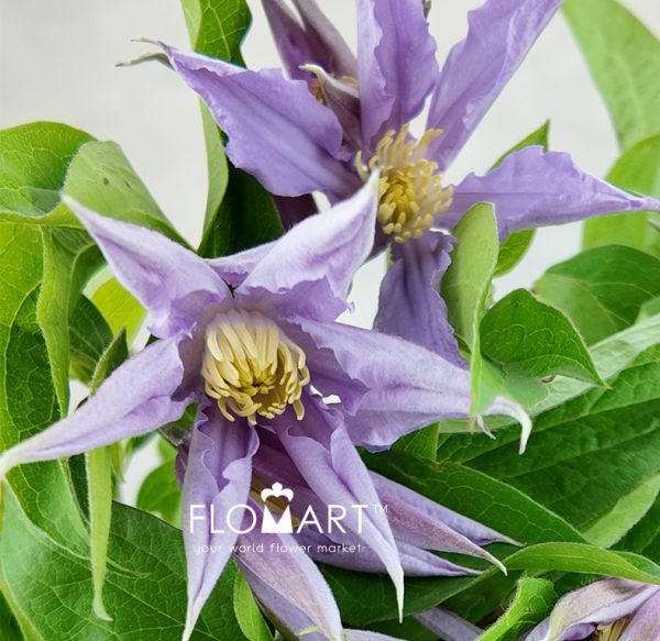 Clematis Amazing London